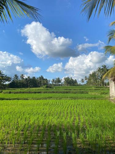 Zahrada ubytování Hening suites Ubud
