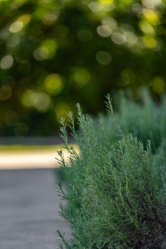 a close up of a green plant in front of a tree at Mala Retreat Sleeps 7, Two Bedrooms & Ensuites in East Maitland