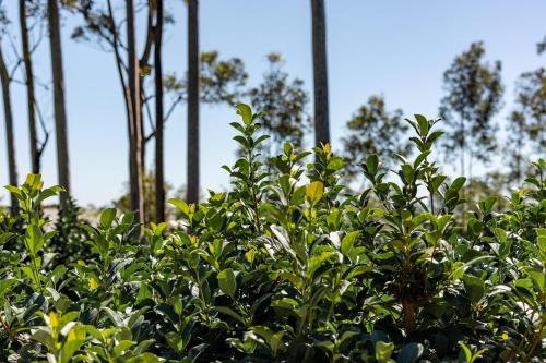 a green bush with trees in the background at Mala Retreat Sleeps 7, Two Bedrooms & Ensuites in East Maitland