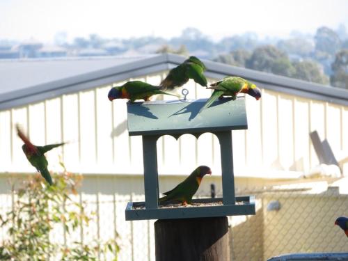 a group of birds perched on a bird feeder at Mala Retreat Sleeps 7, Two Bedrooms & Ensuites in East Maitland