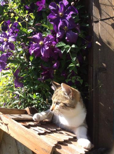 a cat laying on a bench in front of purple flowers at Moosbauerhof in Bad Kleinkirchheim
