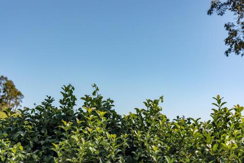 a tree with a blue sky in the background at Mala Retreat, Shiraz Suite 5 Star Immaculate and Comfortable in East Maitland
