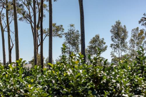 a group of trees with white flowers in the foreground at Mala Retreat, Shiraz Suite 5 Star Immaculate and Comfortable in East Maitland