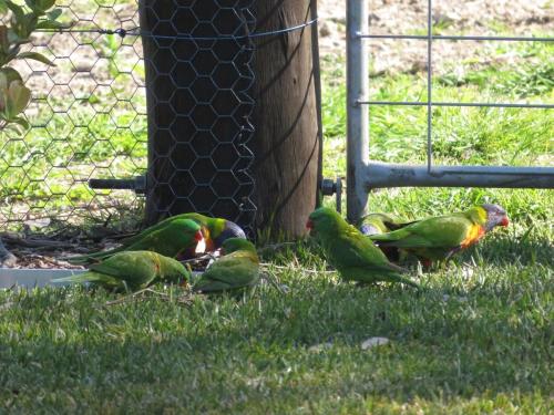 a group of green birds standing in the grass at Mala Retreat, Shiraz Suite 5 Star Immaculate and Comfortable in East Maitland