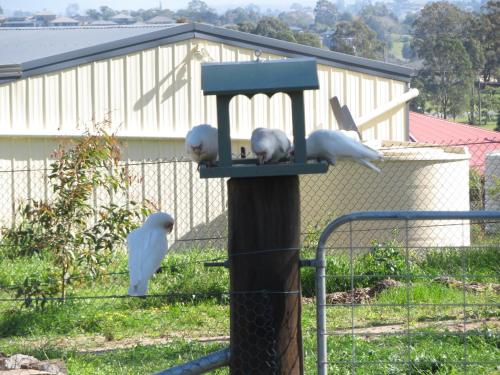 a group of birds perched on a bird feeder at Mala Retreat, Shiraz Suite 5 Star Immaculate and Comfortable in East Maitland