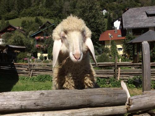 a sheep sitting on top of a wooden fence at Moosbauerhof in Bad Kleinkirchheim