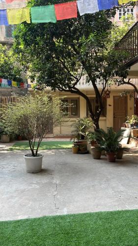 a group of potted plants in front of a house at The Melo pomelo courtyard. ( Right in between Thamel and basantapur durbar square) in Kathmandu
