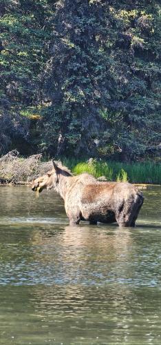 a moose standing in the water in a river at Moose-AKa's Cabins in Healy