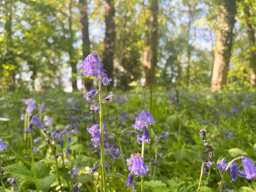 a field of purple flowers in a forest at Peaceful Three Bed Country Apartment in Nuthurst