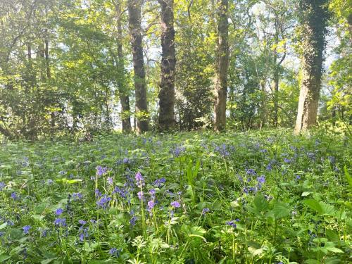 a field of blue flowers in the woods at Peaceful Three Bed Country Apartment in Nuthurst