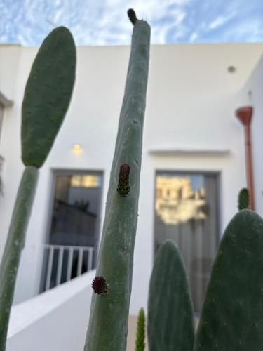a close up of the top of a green cactus at Regina Elena Suites & Private SPA in Sannicola