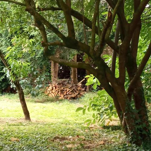 une pile de grumes dans un champ arboré dans l'établissement Maison à la campagne - Ploërmel, à Ploërmel