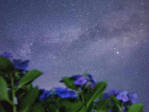 a starry night with purple flowers in the foreground at くじゅう花公園 グランピングパーク花と星 in Kuju