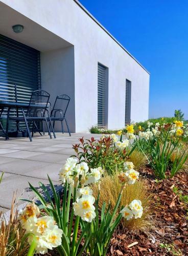 Pasivní dům uprostřed louky