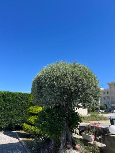 a tree in the middle of a garden at Hotel Kaceli in Berat