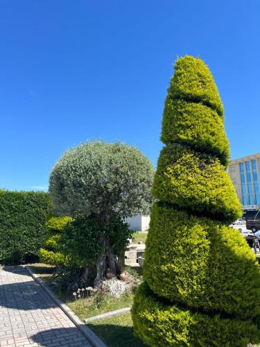 a tall green bush with a tree at Hotel Kaceli in Berat