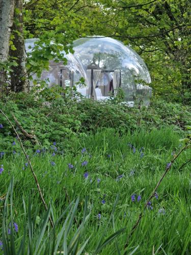 a glass dome in a field of grass and flowers at Cromore Retreat in Portstewart