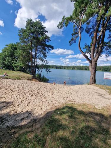 a sandy beach with a tree and a body of water at Domki pod Gruszą in Ełk