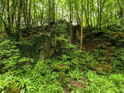 a moss covered rock in the middle of a forest at House situated on a magnificent estate in Barvaux