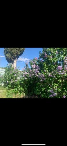 un arbre avec des fleurs violettes dans un champ dans l'établissement Petite maison de campagne, à Mane