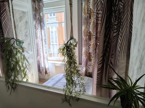 Cette chambre dispose d'une fenêtre avec des rideaux et des plantes. dans l'établissement Appartement au premier étage, à Bourbourg