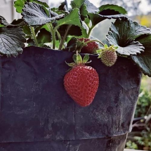 two strawberries are growing in a black pot at Silent Echo Campsite in Māngwa