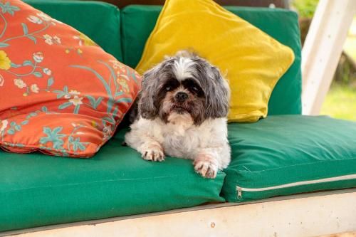 a small dog sitting on a green couch with pillows at Vila Iriri - Pousada e Camping in Anchieta