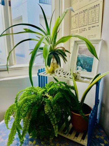 a plant sitting on a table next to a window at Kenting Chingshan Inn in Kenting