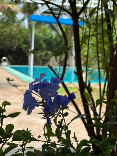 Der Swimmingpool an oder in der Nähe von HD Homestay