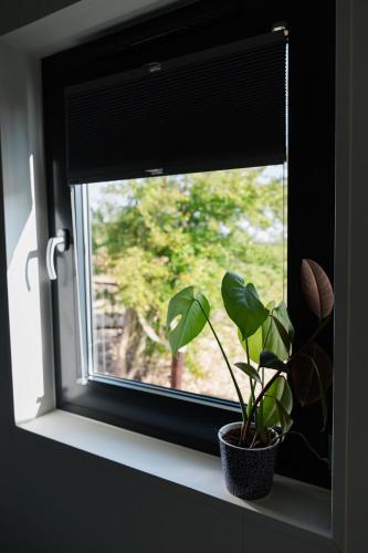 a window with a plant sitting on a window sill at De Eend - Tiny house in de Zeeuwse Natuur in Driewegen