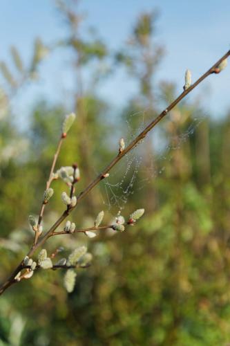 a branch of a tree with a spiderweb on it at De Eend - Tiny house in de Zeeuwse Natuur in Driewegen