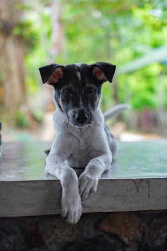 a small dog sitting on top of a table at Drifters Anchor in Ban Map Khangkhao