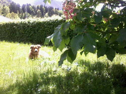 a dog sitting in the grass in a field at Ferienwohnung Am Pflanzgarten in Ebensee