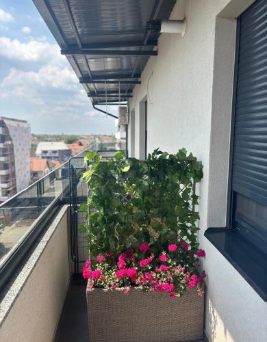 a balcony with pink flowers on a building at Apartman Idila in Ruma