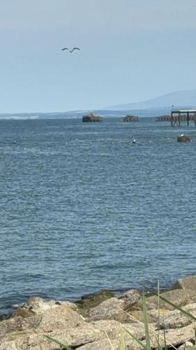 a bird flying over a large body of water at Jan' Sea View Getaway in Heysham