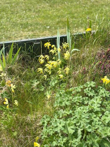 a bunch of weeds and flowers in the grass at Jan' Sea View Getaway in Heysham