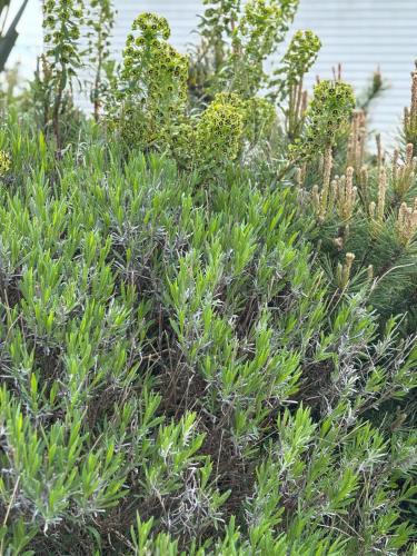 a bunch of plants on top of a hill at Jan' Sea View Getaway in Heysham