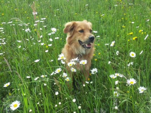 a brown dog sitting in a field of flowers at Ferienwohnung Am Pflanzgarten in Ebensee