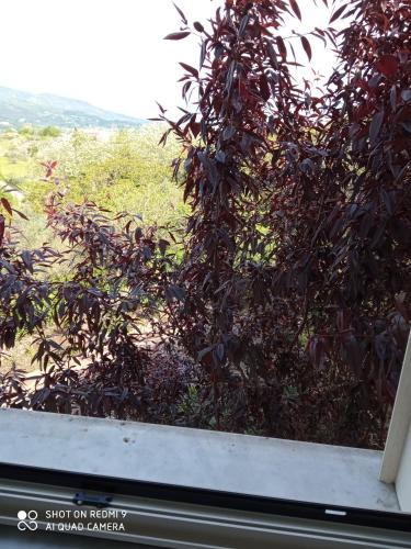 a tree with red leaves on the side of a window at Belvedere di Caiazzo in Caiazzo