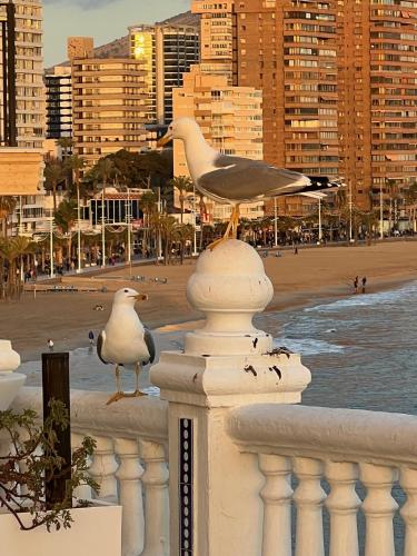 two seagulls standing on a railing near the beach at BENILOVE en PLAYA in Benidorm