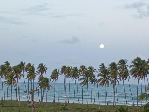 a row of palm trees on a beach with the ocean at Cobertura com vista pro mar in Cabo de Santo Agostinho