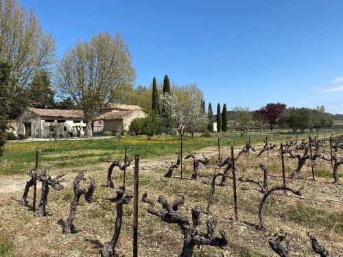 un vignoble avec une bande de vignes dans un champ dans l'établissement Petite maison en Drôme provençale, à Tulette