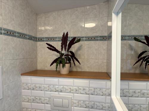 a bathroom with a potted plant on a shelf at Ubytování Hoštka in Hošťka