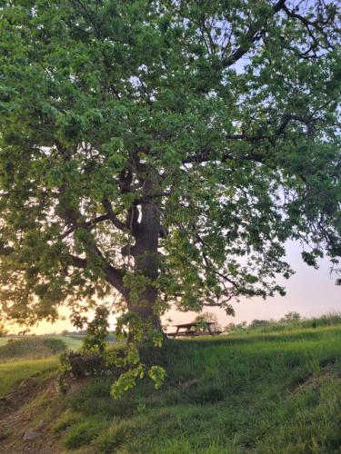 a large tree in the middle of a field at La Gurlanne in Lasséran