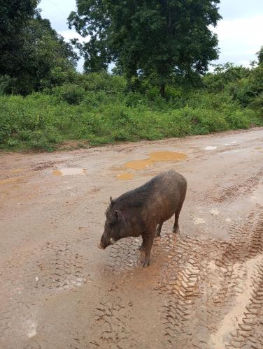 a pig standing on the side of a dirt road at Eco Friendly Lodge in Udawalawe