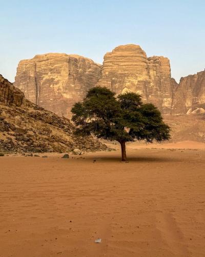 a tree in the middle of a desert with mountains at Talal Rum Luxury Camp in Jurf ad Darāwīsh