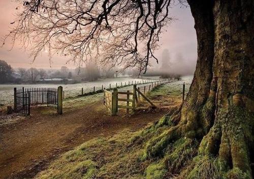 a fence next to a tree next to a field at Fountain Street in Bessbrook