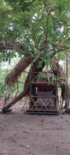 a small hut with a tree growing around it at Eco-Camping Mango Feliz Rincón del Mar in San Onofre