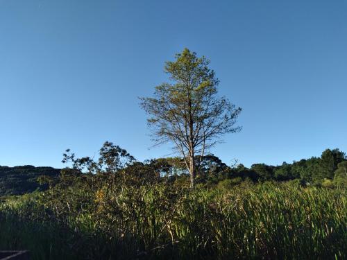 a tree in a field of tall grass at Pousada Lar do Sossego in Quatro Barras