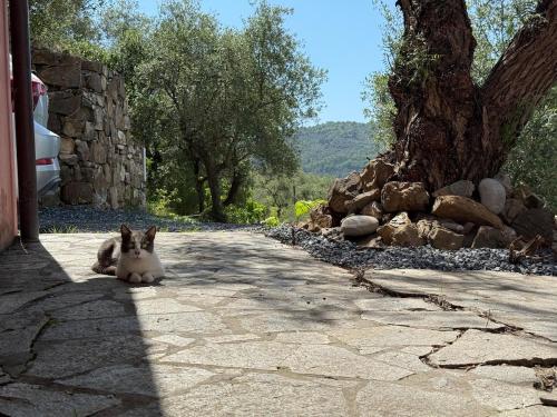 Φυσικό τοπίο κοντά σε αυτή η βίλα